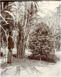 Image result for Coffea schliebenii