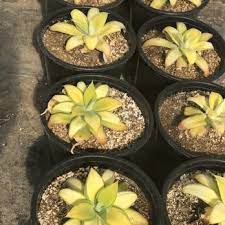 About west covina wholesale nursery: West Covina Wholesale Nursery Nurseries Gardening 5297 Shoreline Dr Santa Barbara Ca Phone Number Yelp