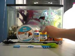 Betta Fish Supplies What You Need Youtube
