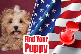 Morkie Puppies For Sale Near Me 2022 Morkie Breeders Near Me The Pet Guide Home