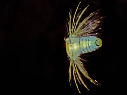 Image result for Polychaeta spp.