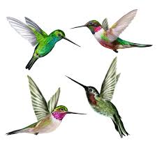 Bird Flying Into Window Meaning Pin On Nature Inspired Painting