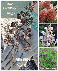 Pinky Winky Hydrangea Care Your Ultimate Guide Hydrangea Care Hydrangea Hydrangea Pinky Winky