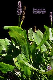 Image result for Pontederiaceae