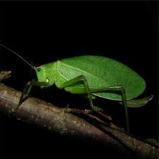 Image result for Pseudo Agrostistachys