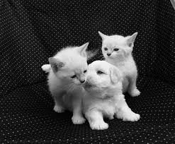 Funny Cat Morning Memes Pictures Bread Very Images Stackposts