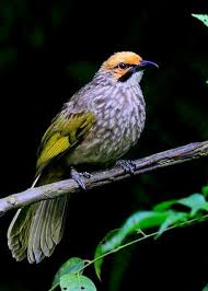Check spelling or type a new query. Cucak Rawa Bulbul Beautiful Birds Blue Bird