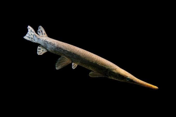 Shortnose Gar (Lepisosteus platostomus) - Joel Sartore