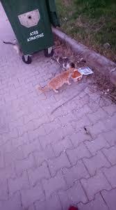 Kediler Ne Yer Ne Yemez Sorcev