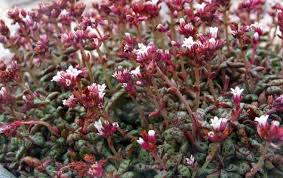 Image result for Crassula granvikii