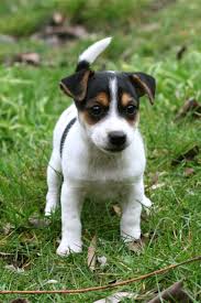 Cute Short Legged Jack Russell Terrier Puppies Pictures Jack Russell Puppies Jack Russell Terrier Puppies Jack Terrier