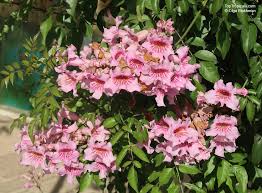 Image result for Podranea