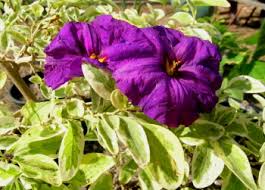 Image result for Lycianthes rantonnetii