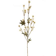 Image result for Sanicula elata