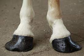 Club foot is defined as a flexural deformity of the coffin joint and is a common problem in young, growing horses. Club Foot In Horses Symptoms Causes Diagnosis Treatment Recovery Management Cost