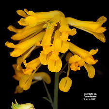 Image result for Fumariaceae