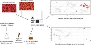 Namun perlu dipahami bahwa dengan diterbitkannya peraturan presiden nomor 8 tahun 2012 tentang kerangka kualifikasi. Uhplc Esi Qtof Ms Profile Of Polyphenols In Goji Berries Lycium Barbarum L And Its Dynamics During In Vitro Gastrointestinal Digestion And Fermentation Sciencedirect