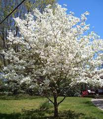 Check spelling or type a new query. Tree Photographs Of Flowering Trees Driveway Landscaping Flowering Trees Dogwood Trees