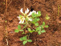 Image result for Trifolium semipilosum