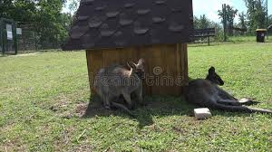 ¿quién dijo que los canguros no pueden ser mascotas y vivir en una casa? Hierba De La Mentira N De Los Animales Del Canguro Cerca De La Casa De Madera En Jardin Zoologico Almacen De Video Video De Zoologico Animales 85965893