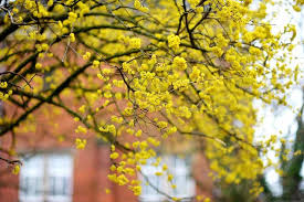 Cornus Mas Cornelian Cherry 15 To 25 X 12 To 20 Cornus Mas Trees To Plant Cherry Blooms