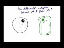 In fact, under a microscope, a plant cell and an animal cell might seem so similar, in some cases you'd really have to know what you're looking at to tell the difference between one other important difference between plant and animal cells can be found in another organelle called a vacuole. The Differences Between Animal Cell And Plant Cell Under Light Microscope Youtube Animal Cell Plant Cell Microscope Lesson