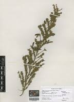 Image result for Adenocarpus mannii