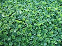 Wonderlawn Is A Groundcover With Dark Green Small Clover Like Leaves It Is An Attractive Substitute For La Ground Cover Grass Alternative Ground Cover Plants