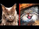 Top 7 Most Dangerous Cat Breeds | PetPress