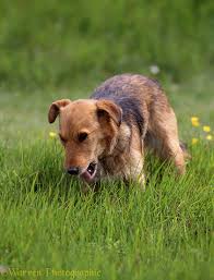 For example, it could be. Why Do Dogs Eat Grass By Katelyn Schutz Cpdt