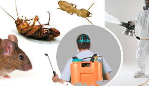 As your local expert in pest control, our professional services can protect your home and family from the bother of house bugs. How To Remove Pests At Home