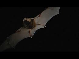 What noise does a baby bat make. Bat Facts Smithsonian Institution