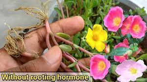 It is best planted in a sunny part of the garden and the soil should have a soil ph level of 5.5 to 7. Easiest Way To Grow Purslane From Cutting Portulaca Oleracia Youtube