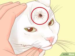12 warning signs of cancer in cats weight loss, even if your kitty seems to be eating the same amount as ever. How To Recognize Skin Cancer In Cats 15 Steps With Pictures