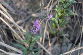 Sure, they look pretty and smell nice, but are they a functional gift? Beautiful Wild Flower Beside In River Blurtter