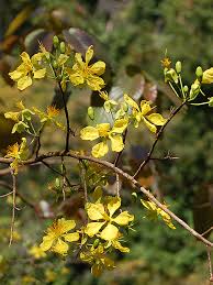 Image result for Ochnaceae