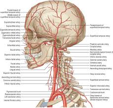 Some important structures contained in or passing through the neck include the seven cervical vertebrae. Head And Neck Overview And Surface Anatomy Basicmedical Key