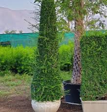 Image result for Iresine lindenii