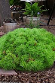 Image result for Hunteria densiflora