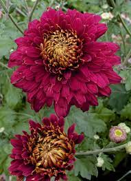 Chrysanthemum Samson Flower Farm Chrysanthemum Beautiful Flowers