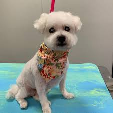 Check spelling or type a new query. The Top 10 Most Common Dog Grooming Injuries And How To Avoid Them Canine To Five