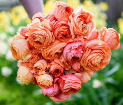 Image result for Ranunculus stagnalis