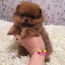2 3 aylik pomeranian boo yavrularimiz 2 3 aylik pomeranian boo yavrularimiz kopek kopekseverler kopeksahiplend cute animals puppies cute puppies