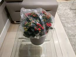 How to use capillary mats: How To Water Indoor Plants While On Vacation Smart Garden Guide