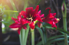Pin Auf Blumen