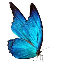Kitchen utensils colored clipart butterflies translucent. Pin On Fairies Princesses And Butterflies