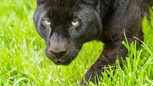 Find photos of black panther. Schwarzer Panther Gesicht Gras 1920x1200 Hd Hintergrundbilder Hd Bild