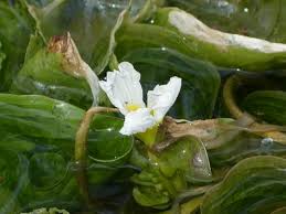 Image result for Ottelia