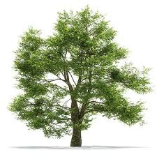 Oak Tree 3d Model Oak Tree 3d Model Tree