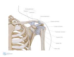 Knowledge of the shoulder will help you understand the different shoulder problems. Shoulder Ligaments Orthopaedic Hywel Williams